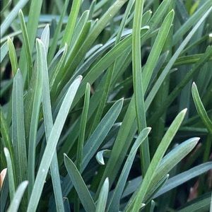 Meet your Posher, Evie